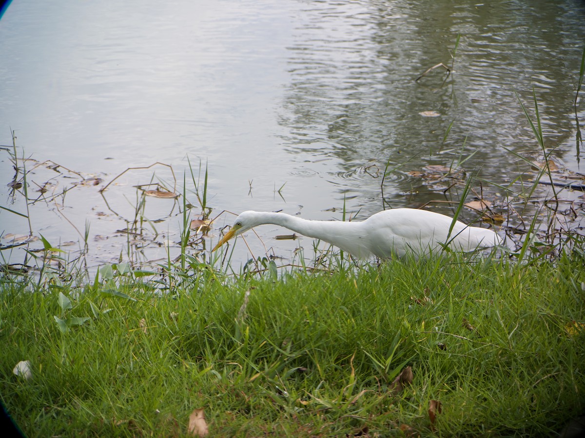 Бэсрэг дэглий - ML647063770