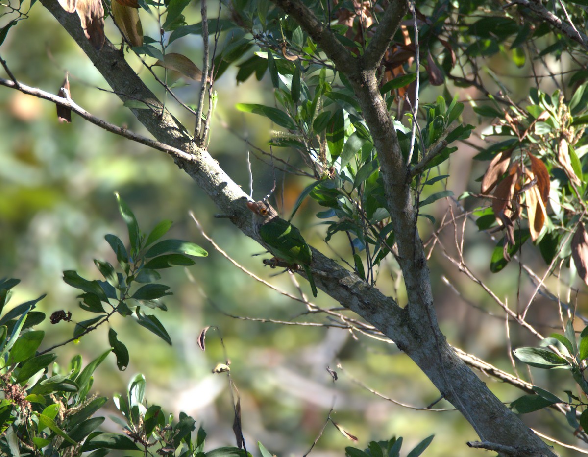 Lineated Barbet - ML647063771