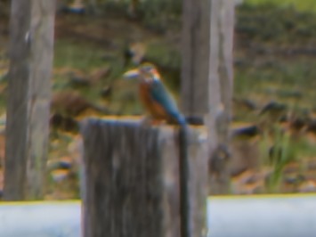 Номин шогшир - ML647063772