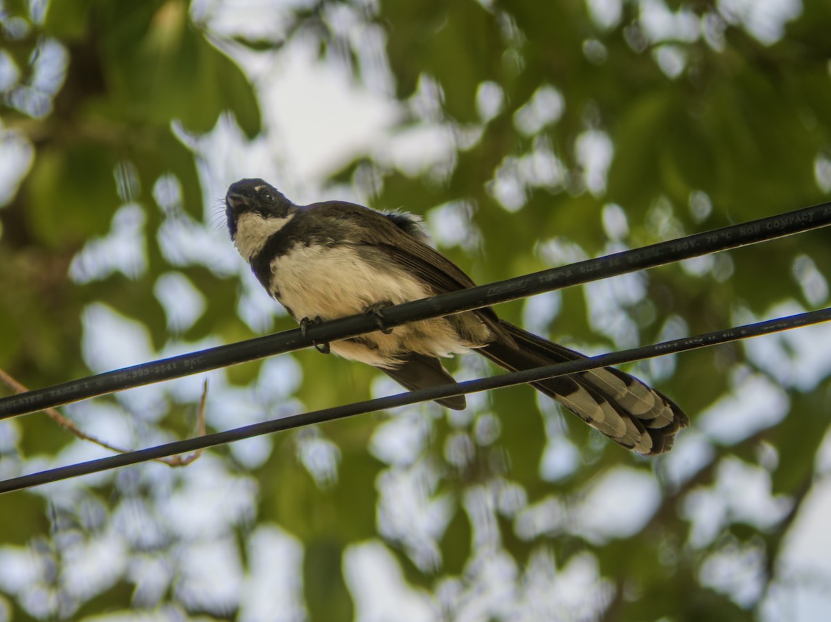 Malaysian Pied-Fantail - ML647063773