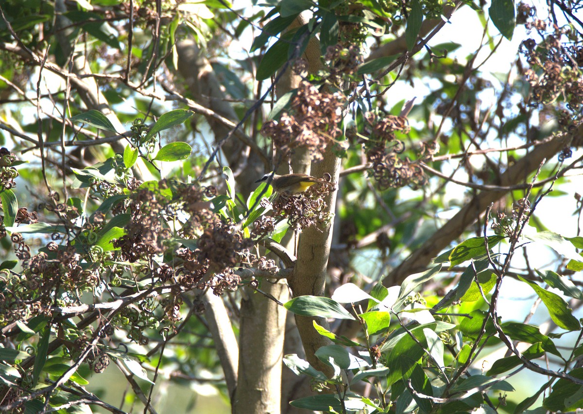 Yellow-vented Bulbul - ML647063775