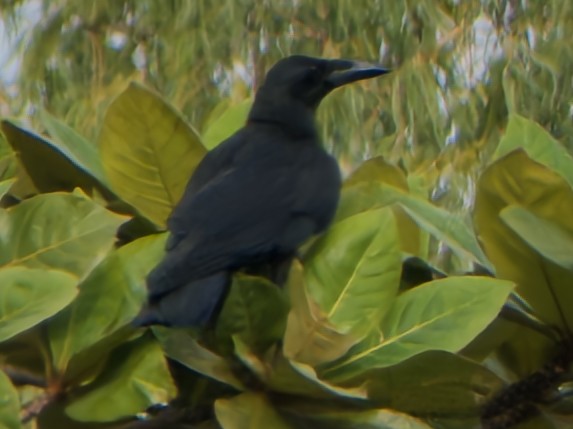 Large-billed Crow - ML647063776