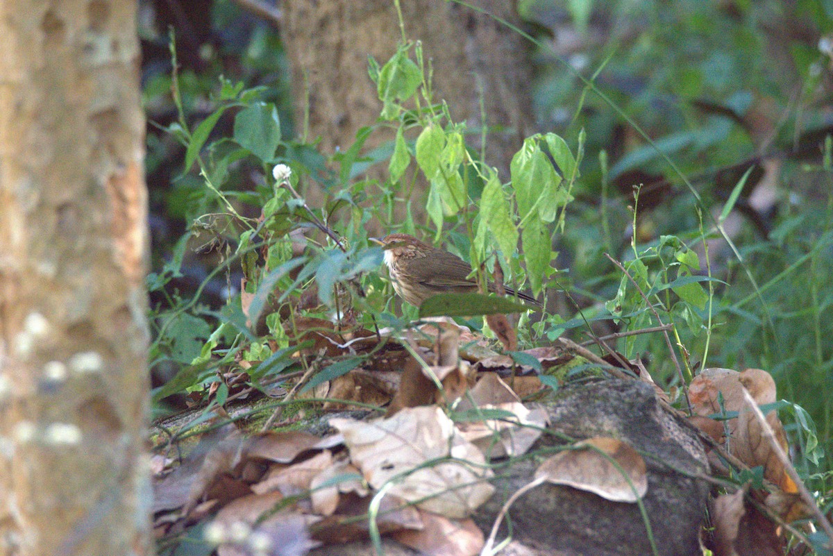 Puff-throated Babbler - ML647063777