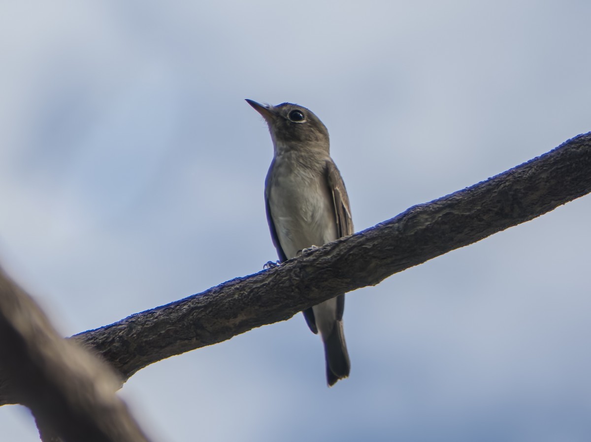 Дагуурын намнаахай - ML647063778