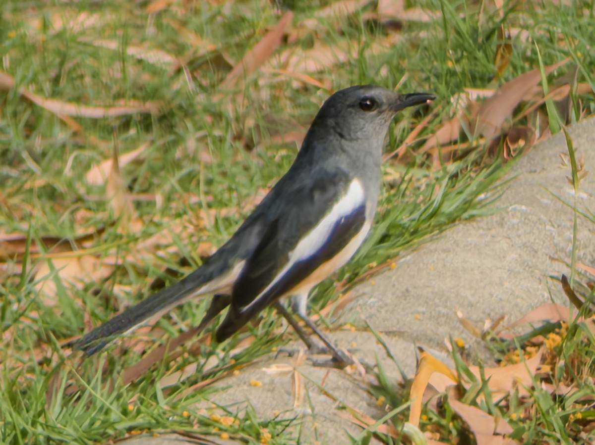 Oriental Magpie-Robin - ML647063782