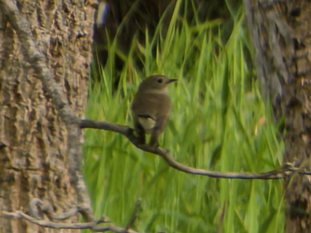 Хурган намнаа - ML647063784