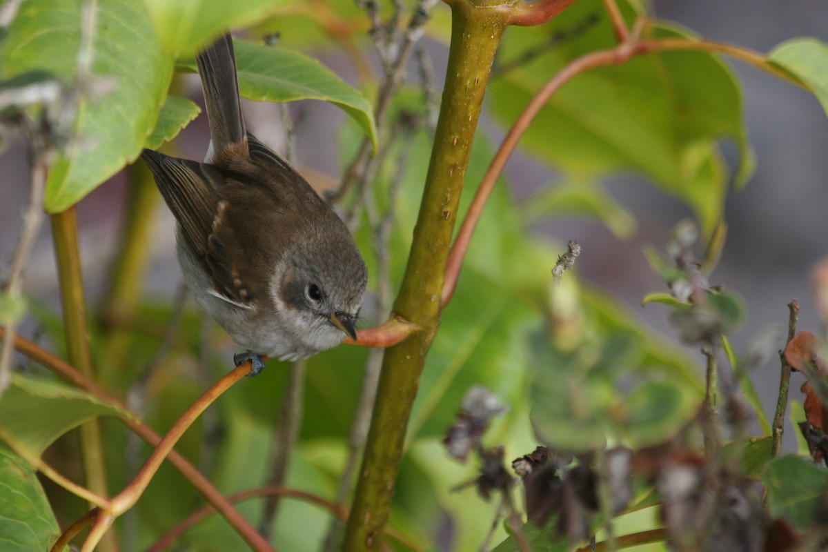 ハワイヒタキ（bryani） - ML647063786