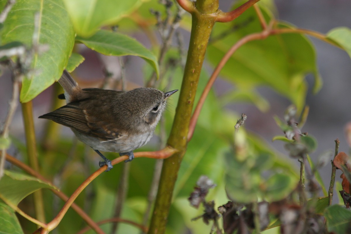 ハワイヒタキ（bryani） - ML647063787