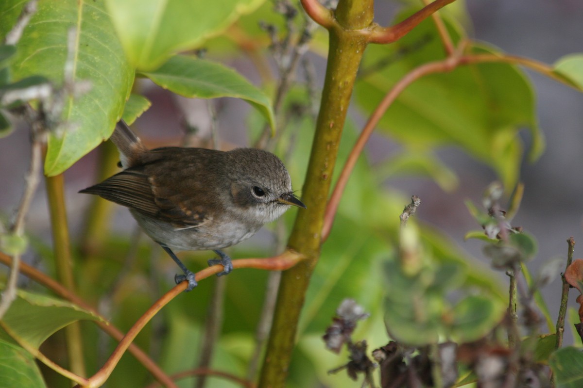 ハワイヒタキ（bryani） - ML647063788