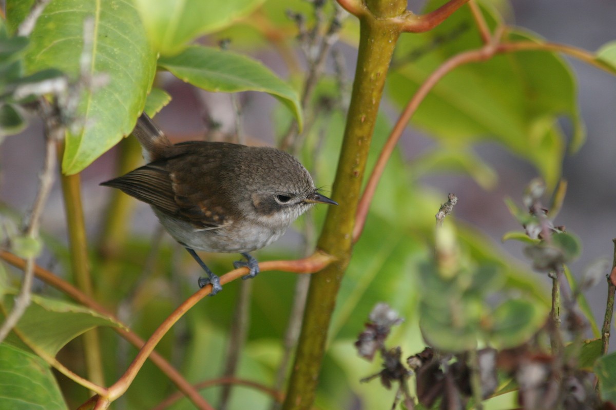 ハワイヒタキ（bryani） - ML647063789