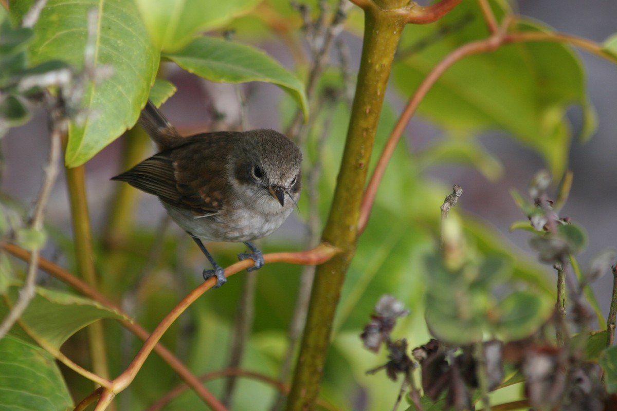 ハワイヒタキ（bryani） - ML647063790