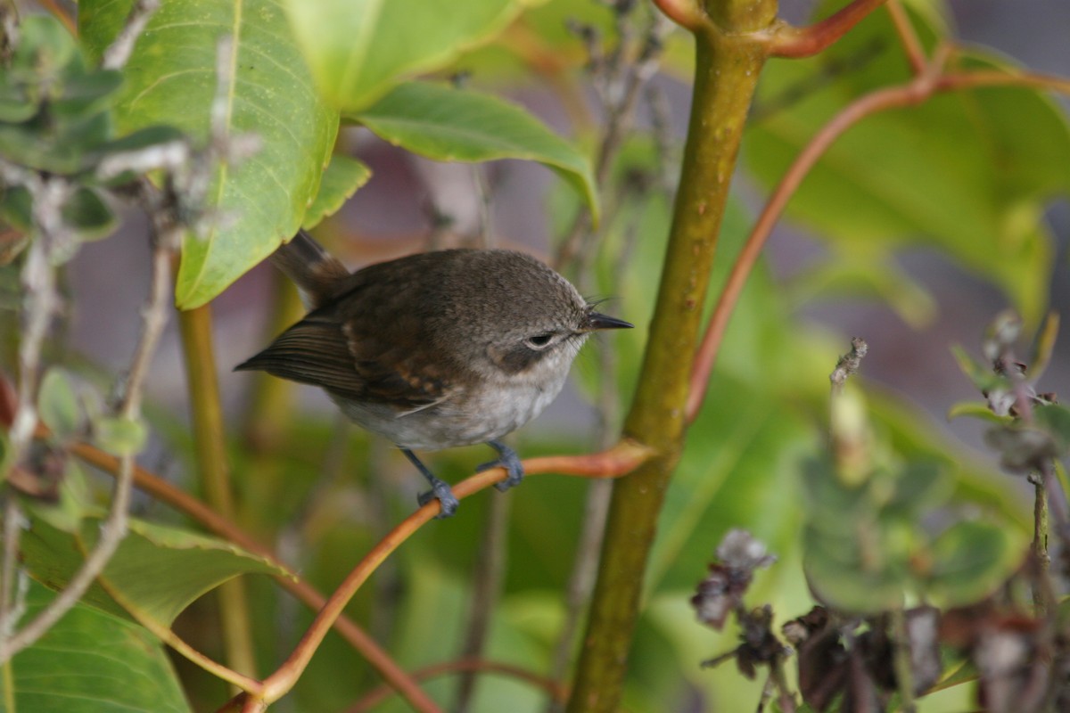 ハワイヒタキ（bryani） - ML647063791