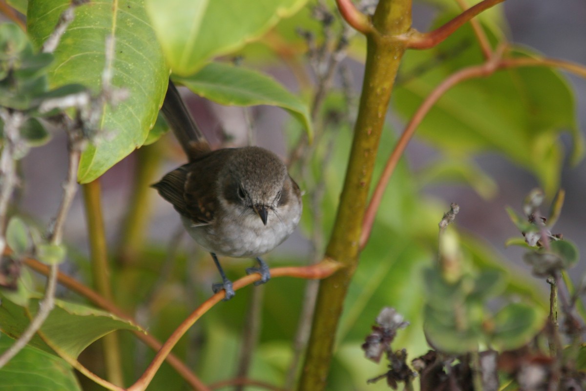 ハワイヒタキ（bryani） - ML647063792