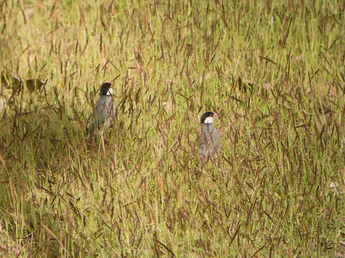 Java Sparrow - ML647063793