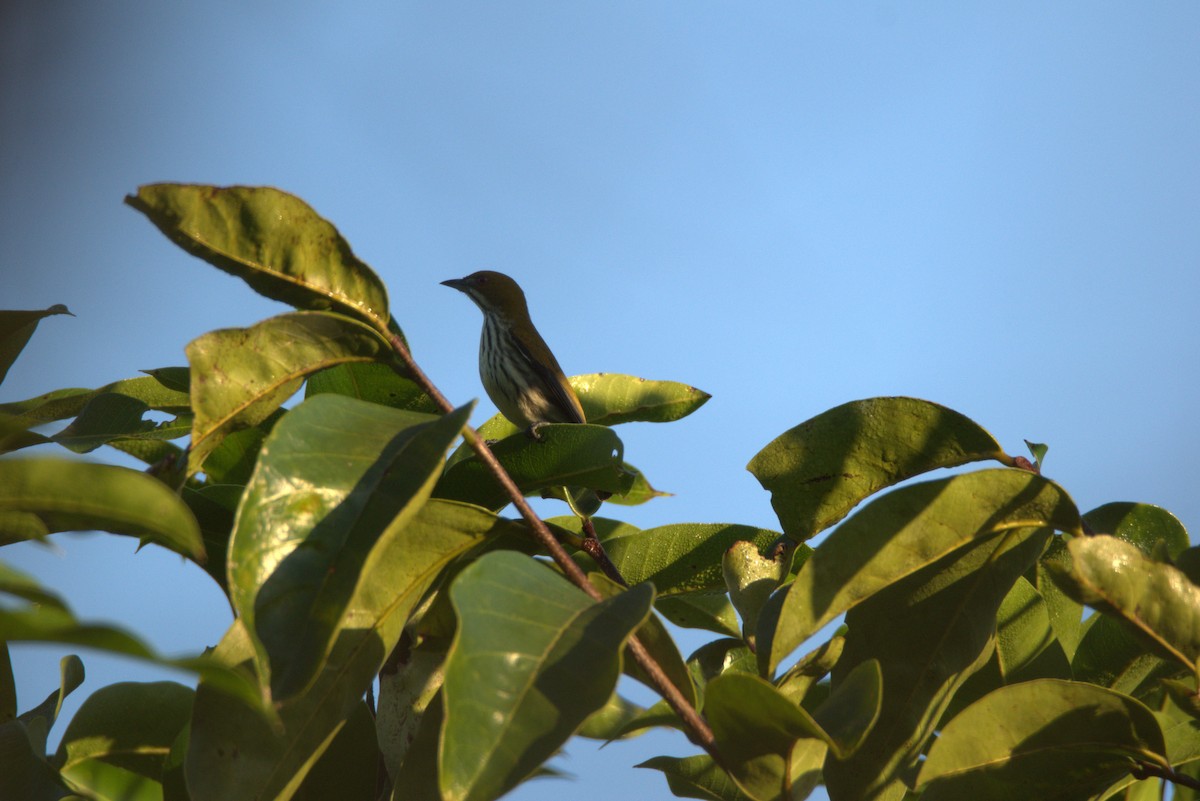 Yellow-vented Flowerpecker - ML647063795