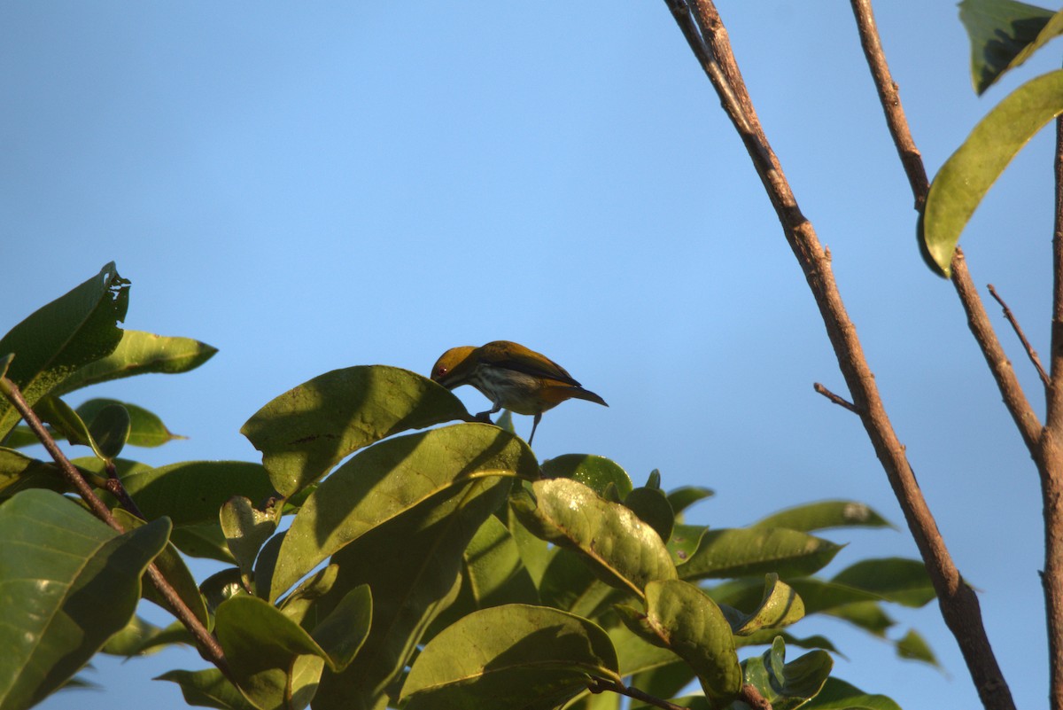 Yellow-vented Flowerpecker - ML647063796