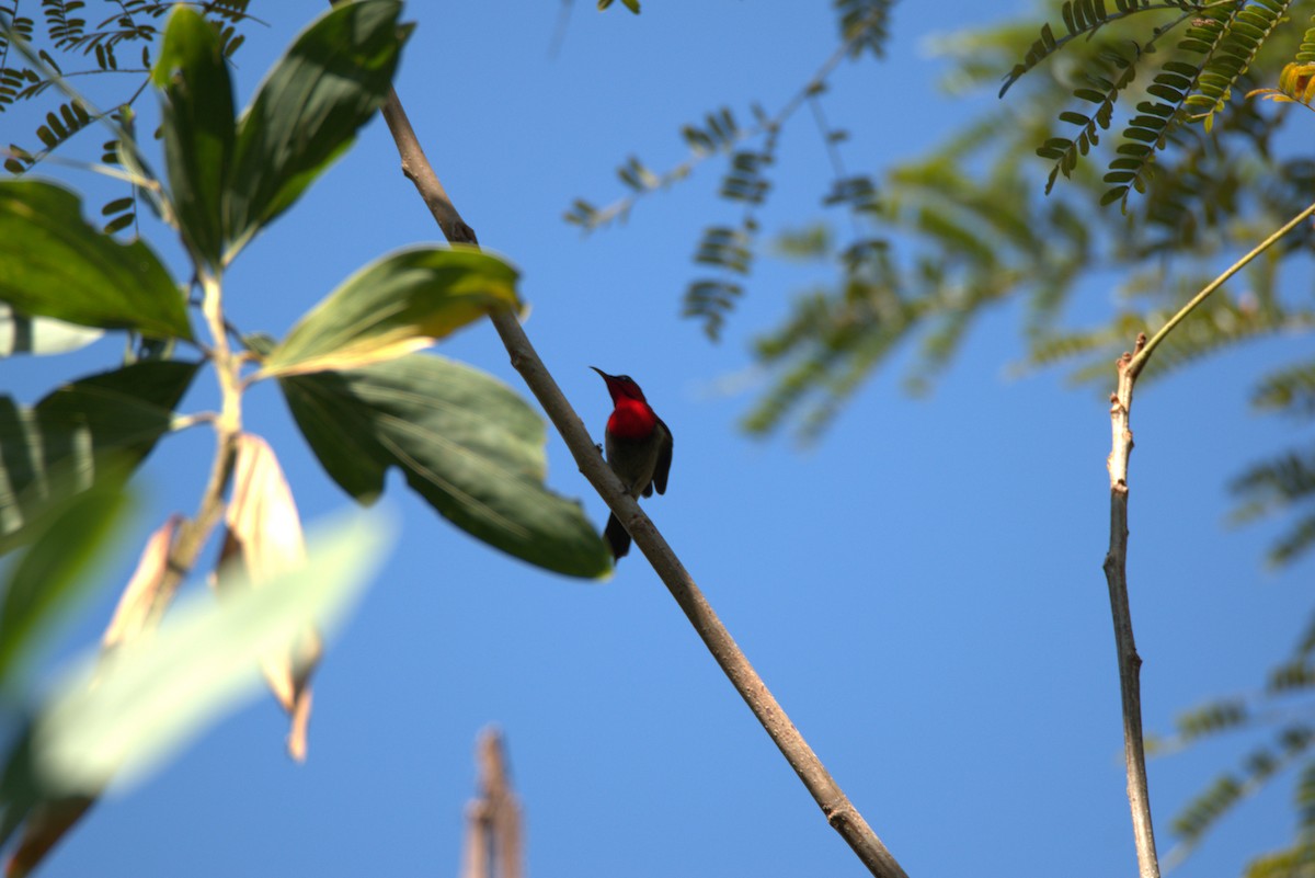 Karmesinnektarvogel - ML647063818