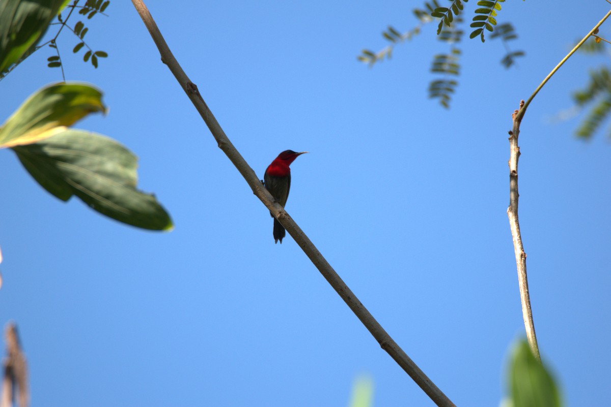 Karmesinnektarvogel - ML647063819