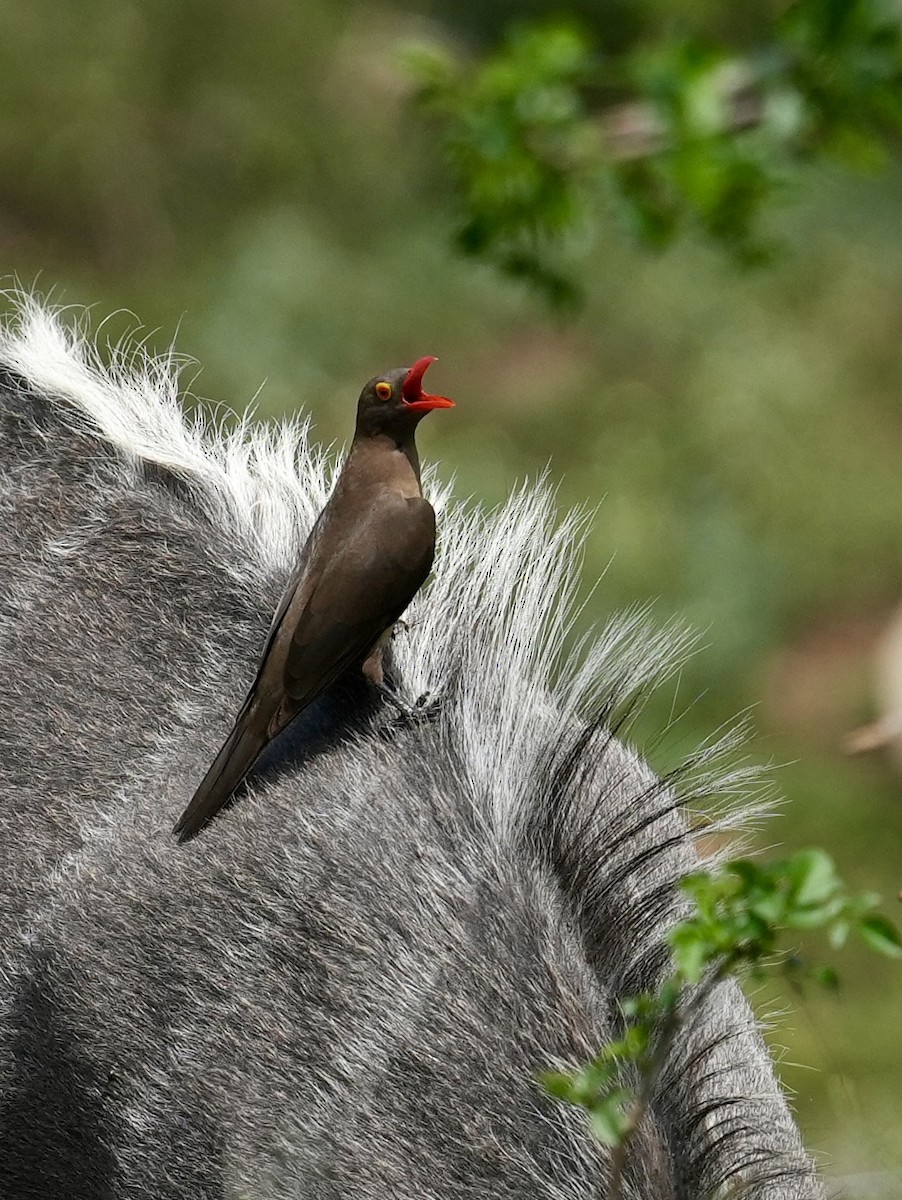 rødnebboksehakker - ML647063844