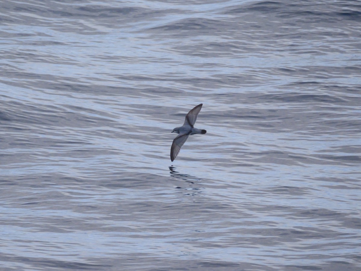 Fulmar Prion - ML647063847