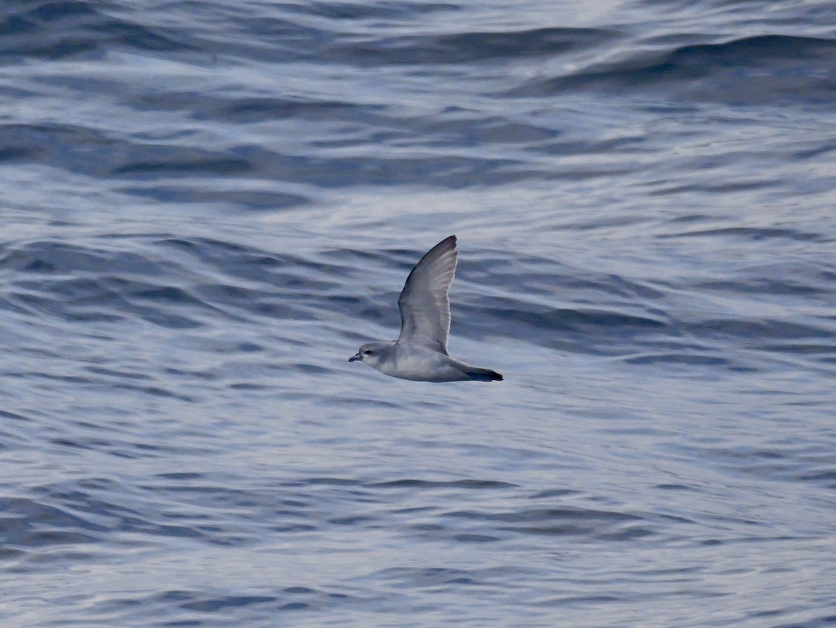 Fulmar Prion - ML647063848