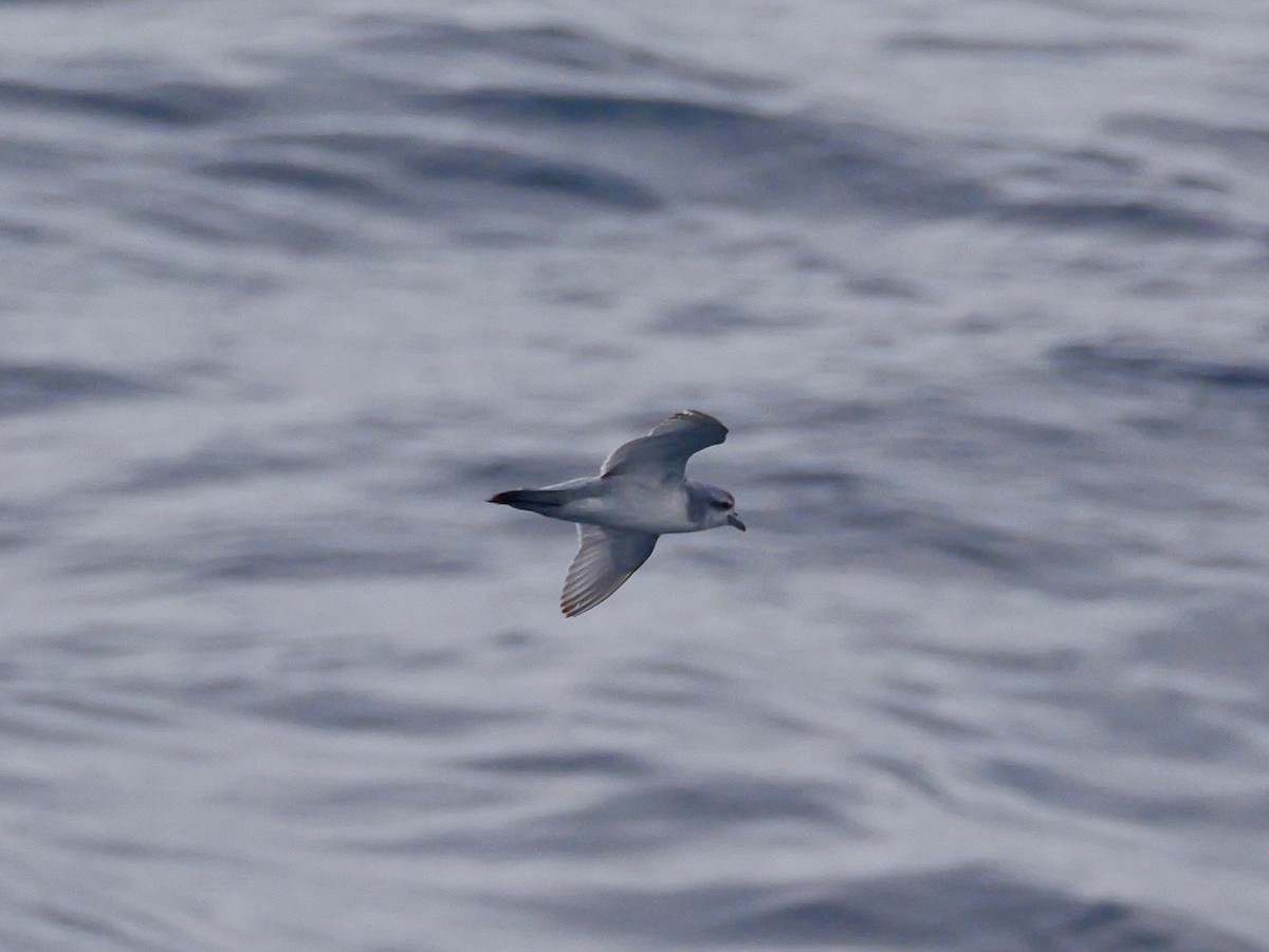 Fulmar Prion - ML647063849