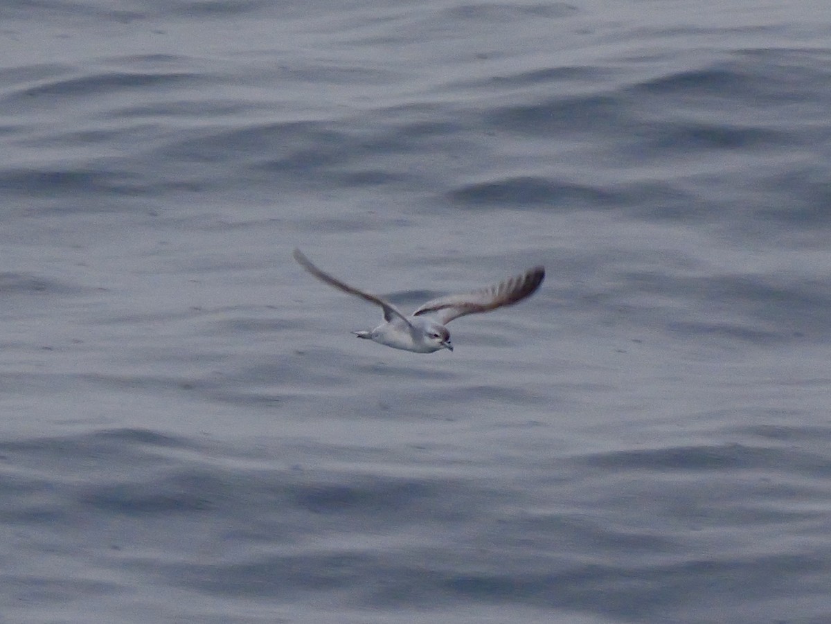 Fulmar Prion - ML647063850