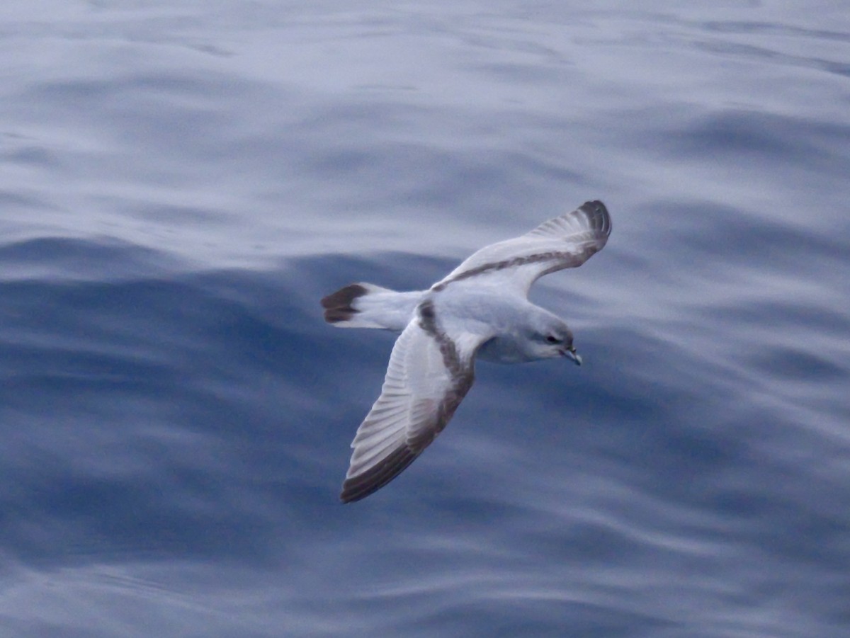 Fulmar Prion - ML647063851