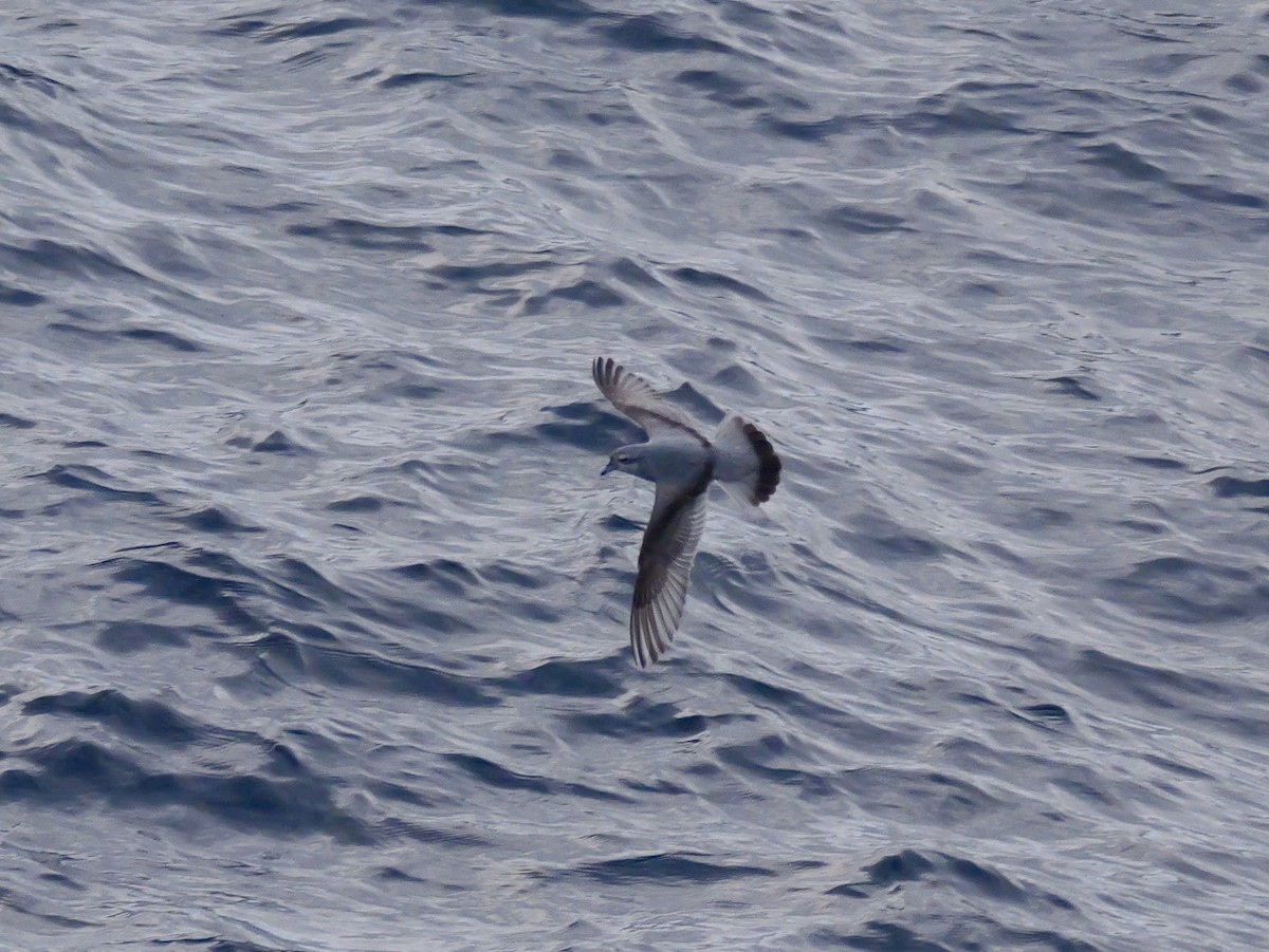 Fulmar Prion - ML647063852