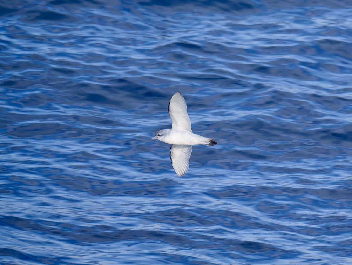 Fulmar Prion - ML647063853
