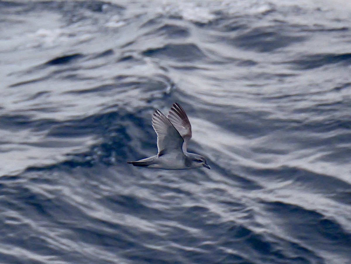 Fulmar Prion - ML647063854