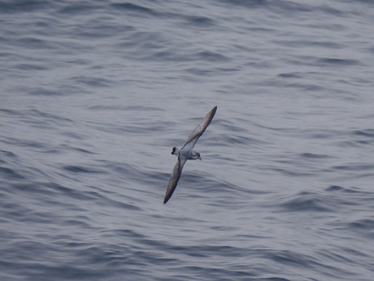 Fulmar Prion - ML647063855