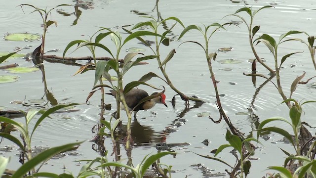 Шлемоносная якана - ML647063856