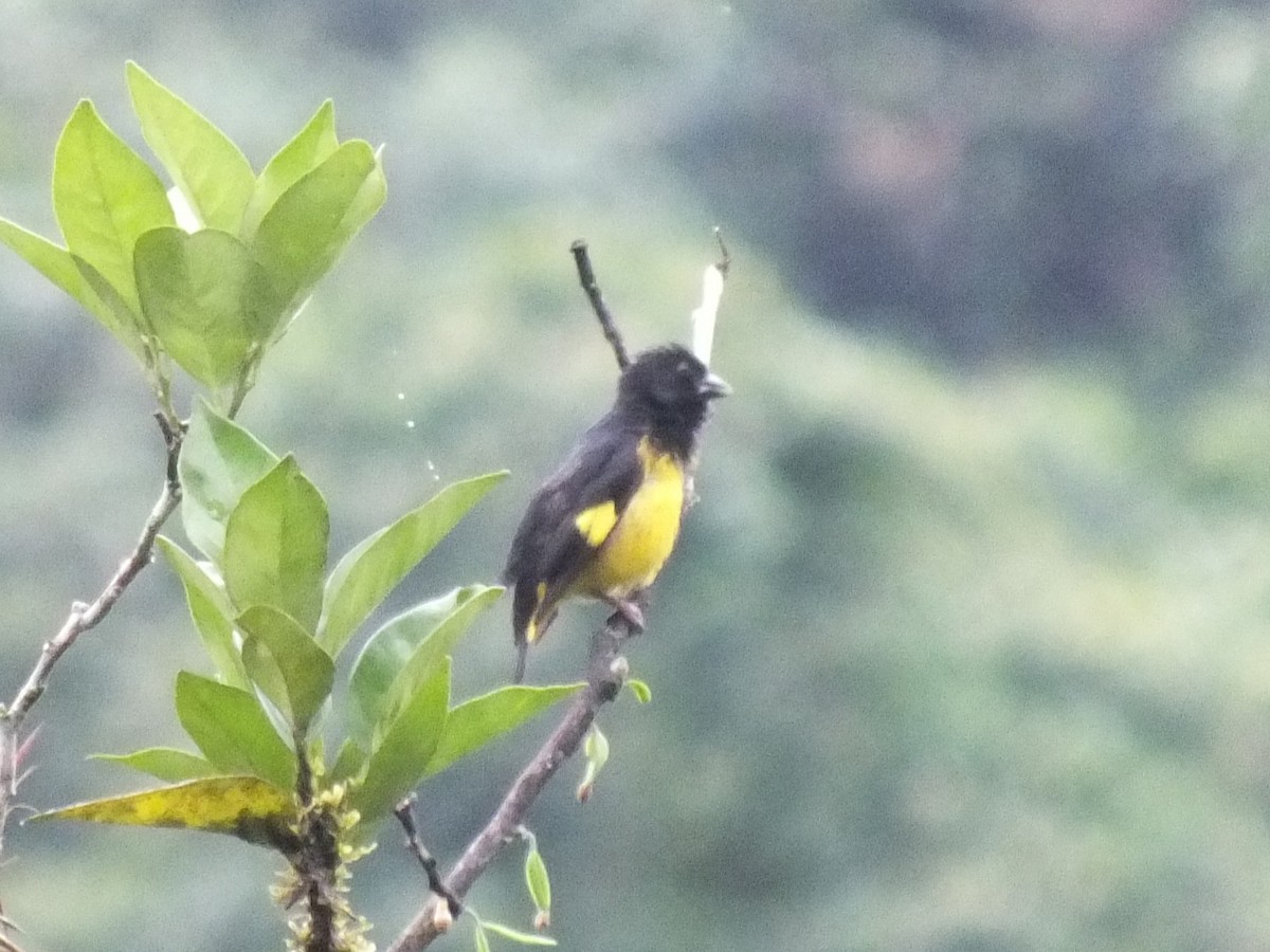 Yellow-bellied Siskin - ML647063865
