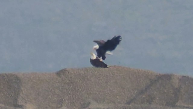 Белоголовый орлан - ML647063868