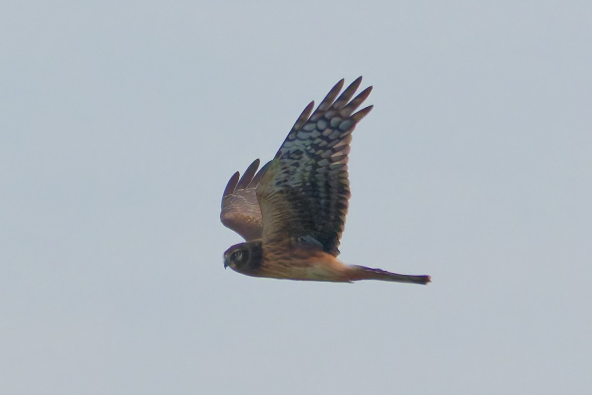 Northern Harrier - ML647063872