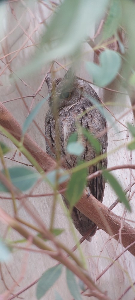Eurasian Scops-Owl - ML647063879