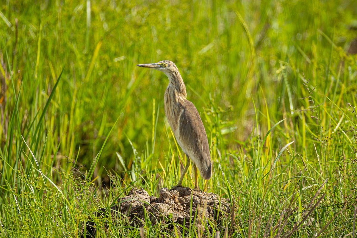 Javan Pond-Heron - ML647063889
