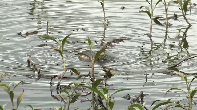 Австралийская поганка - ML647063894