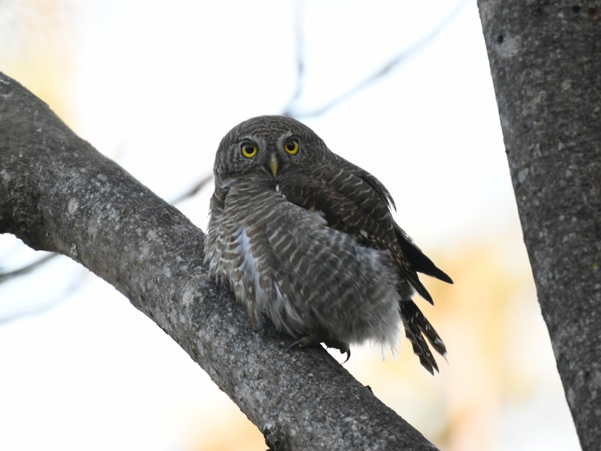 Asian Barred Owlet - ML647063907