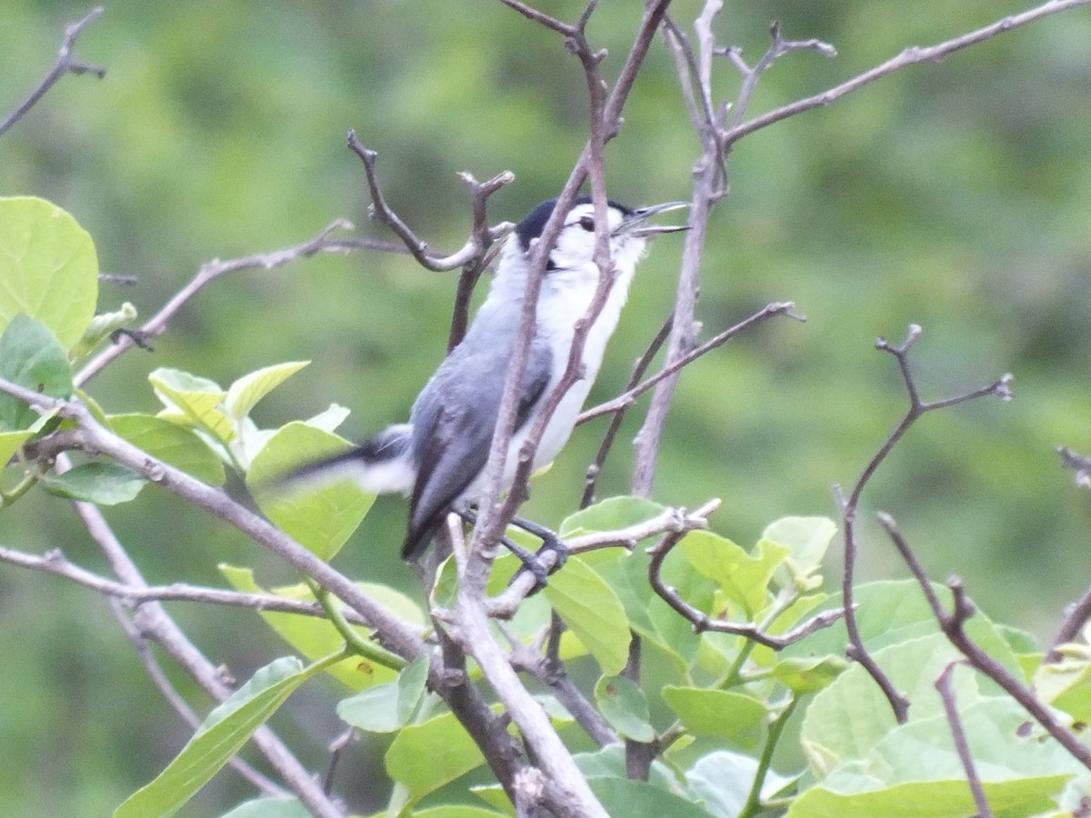 Weißbrauen-Mückenfänger - ML647063912