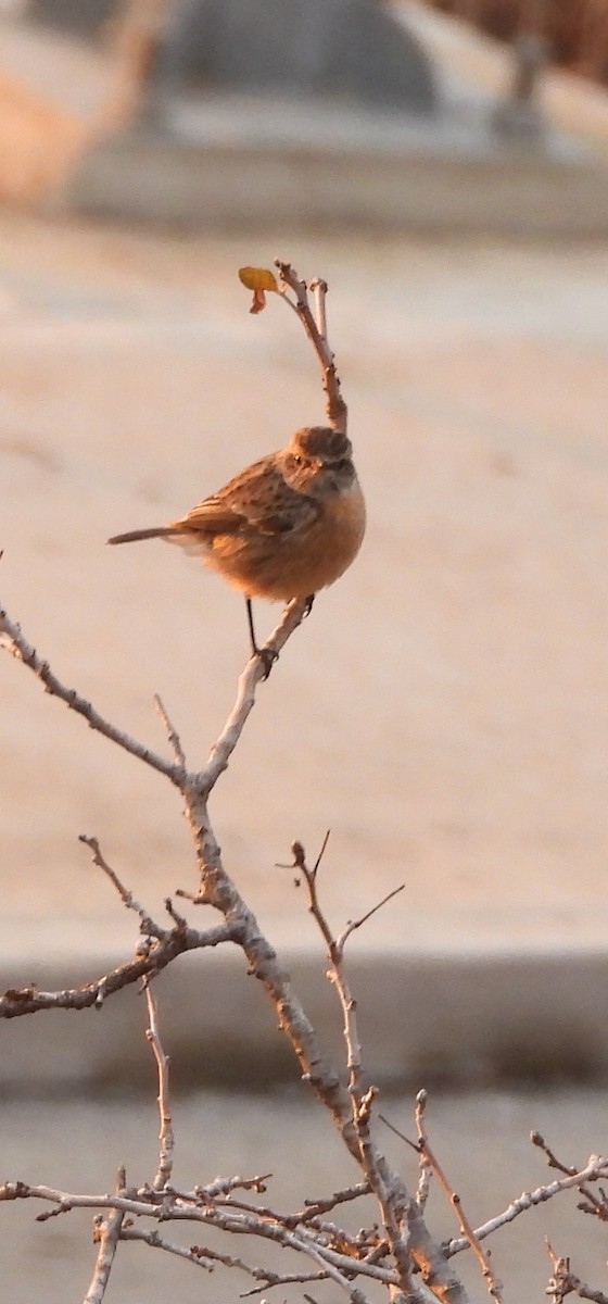 European Stonechat - ML647063923