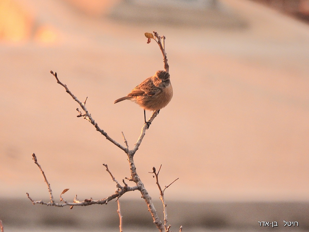 European Stonechat - ML647063930