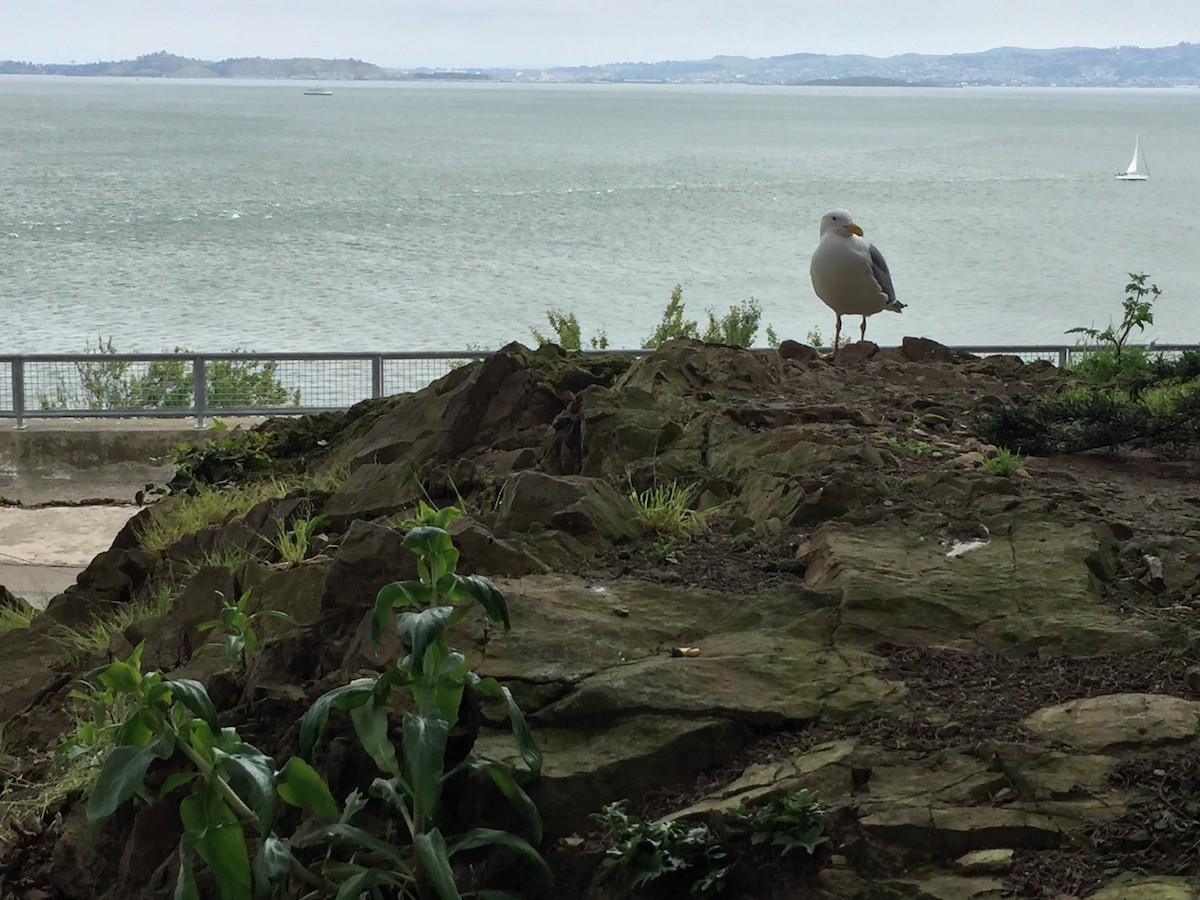 racek západní - ML647063934