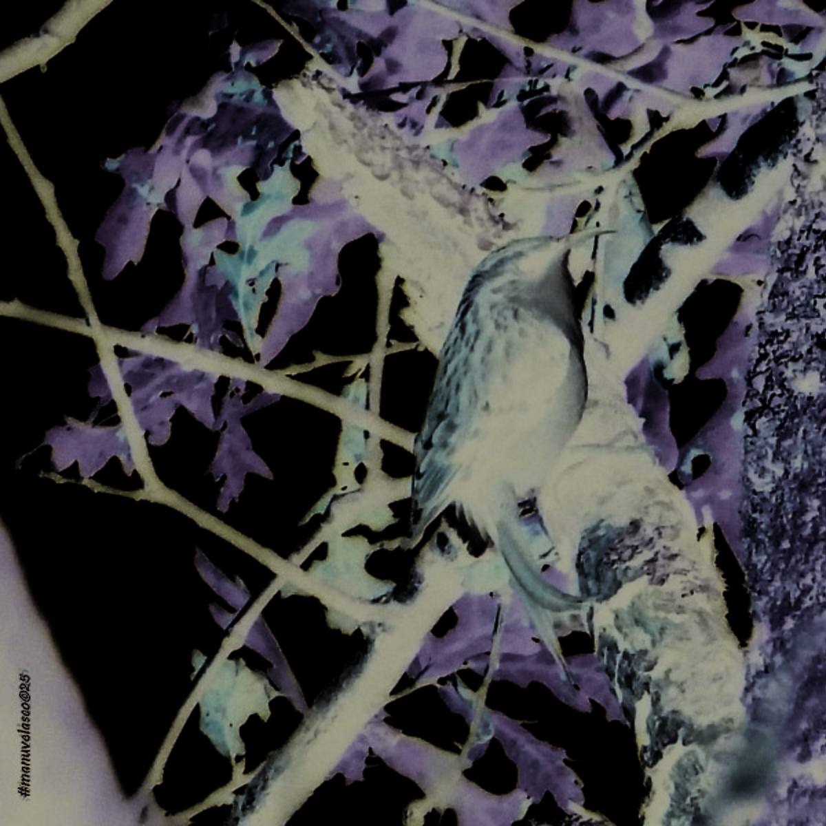 Rampichino comune - ML647063935