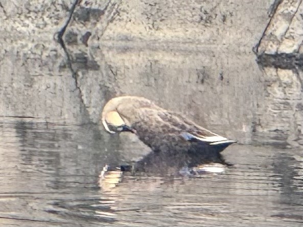 カルガモ - ML647063938