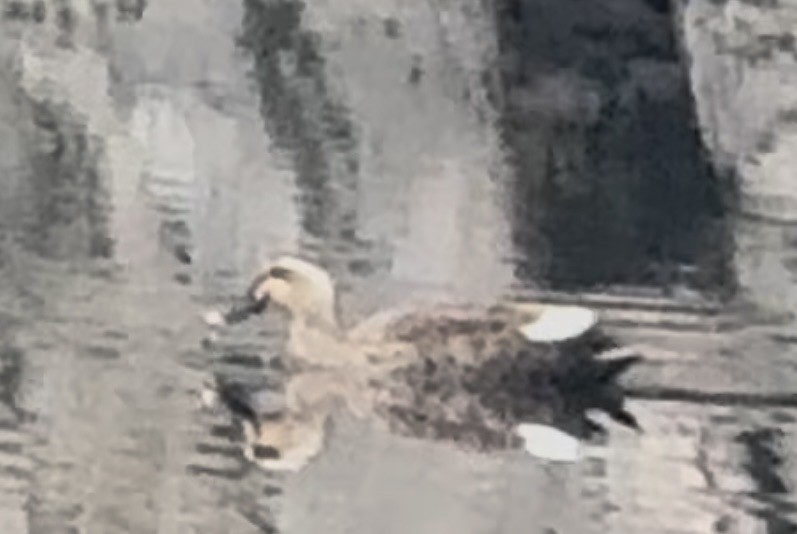 カルガモ - ML647063939