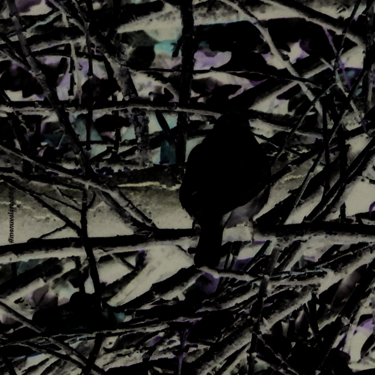 Capinera - ML647063940