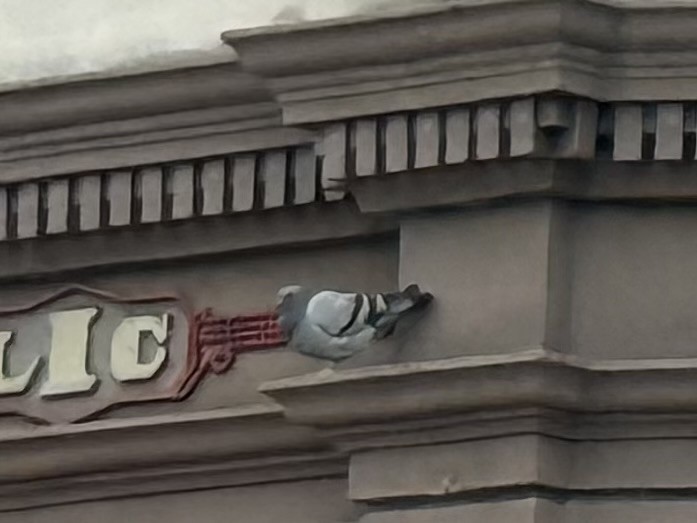 Rock Pigeon (Feral Pigeon) - ML647063946