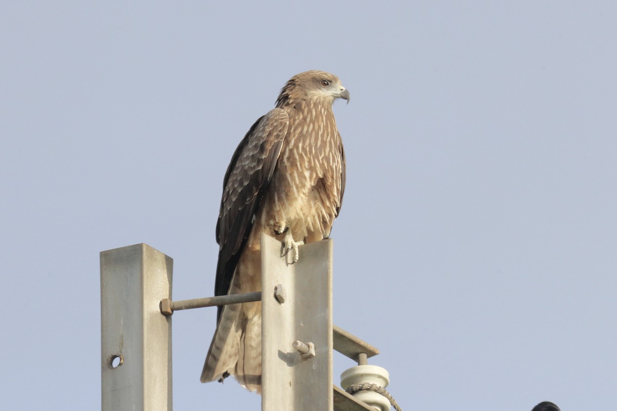 Black Kite - ML647063951